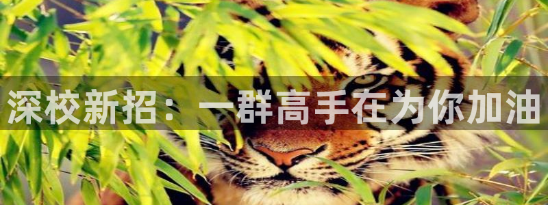 oety欧亿体育官网下载平台：深校新招：一群高手在为你加油